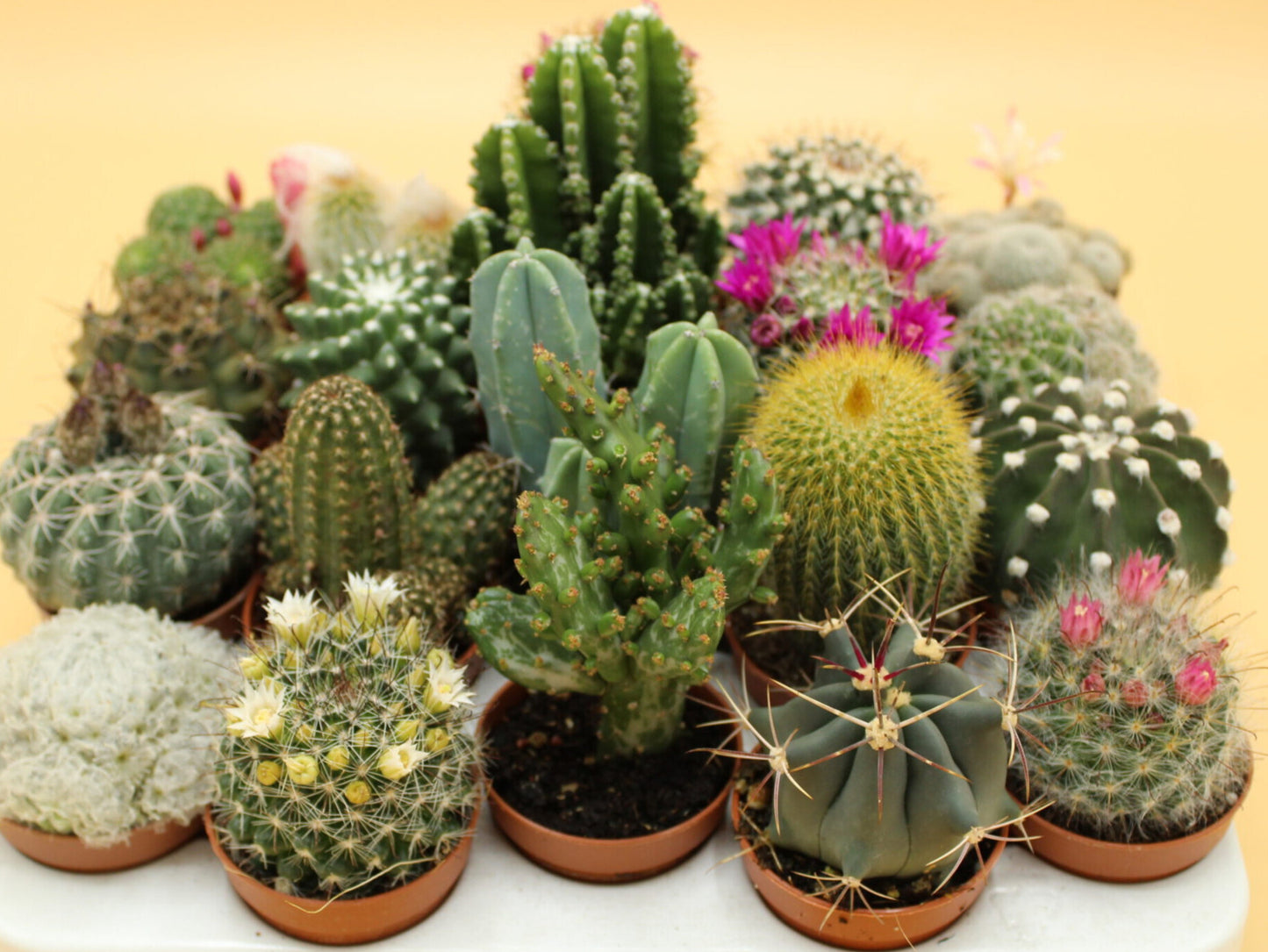 Mix π΅ 50 PEZZI + 3 GIRO RUOTA π