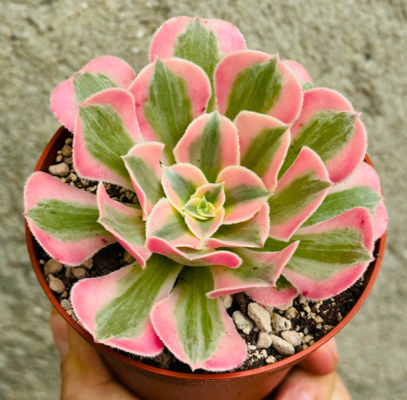 Aeonium Pink Witch - VASØ 10CM