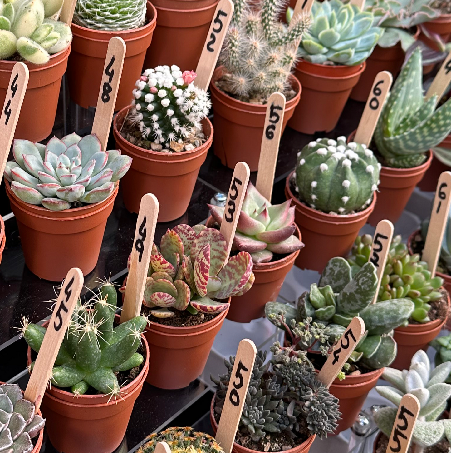 Mix π΅ 10 PEZZI + 1 GIRO RUOTA π