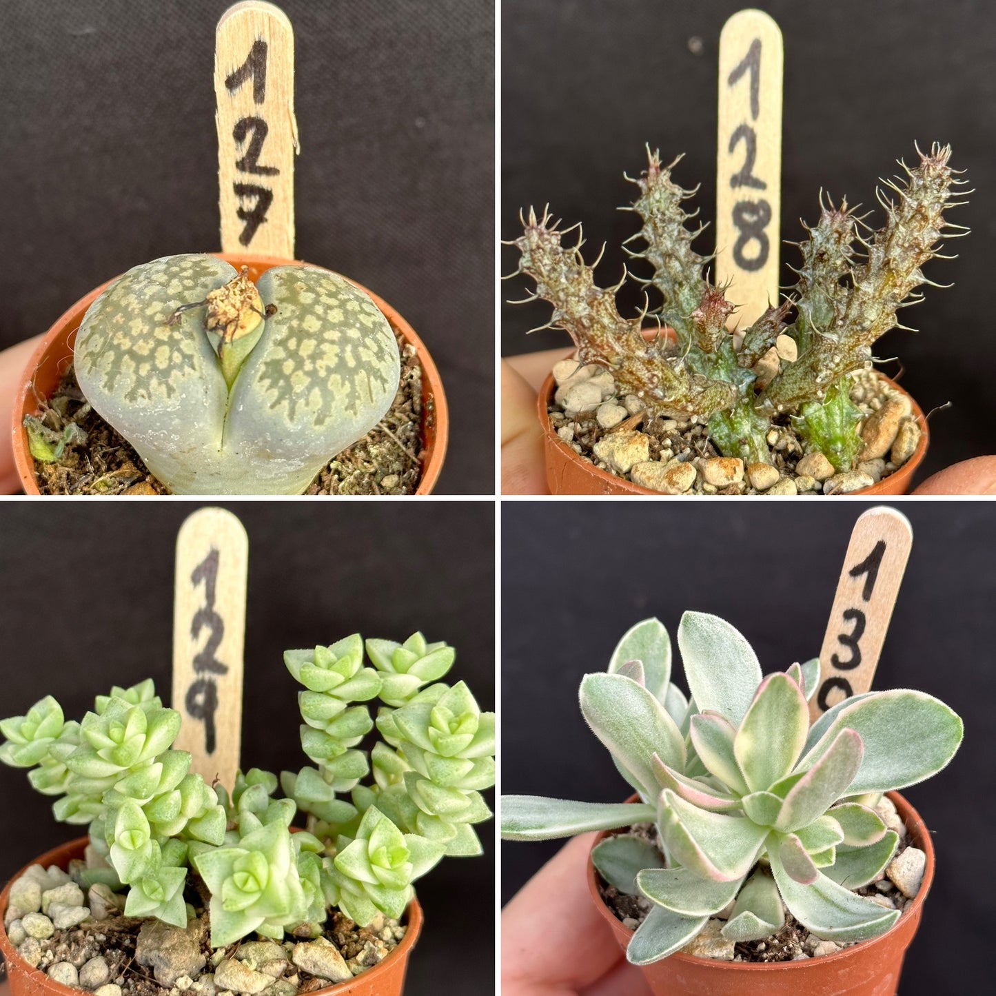 Mix π΅ 20 PEZZI + 2 GIRO RUOTA π